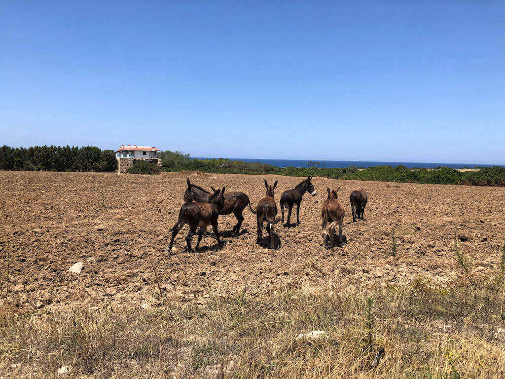 Karpaz wild donkeys.